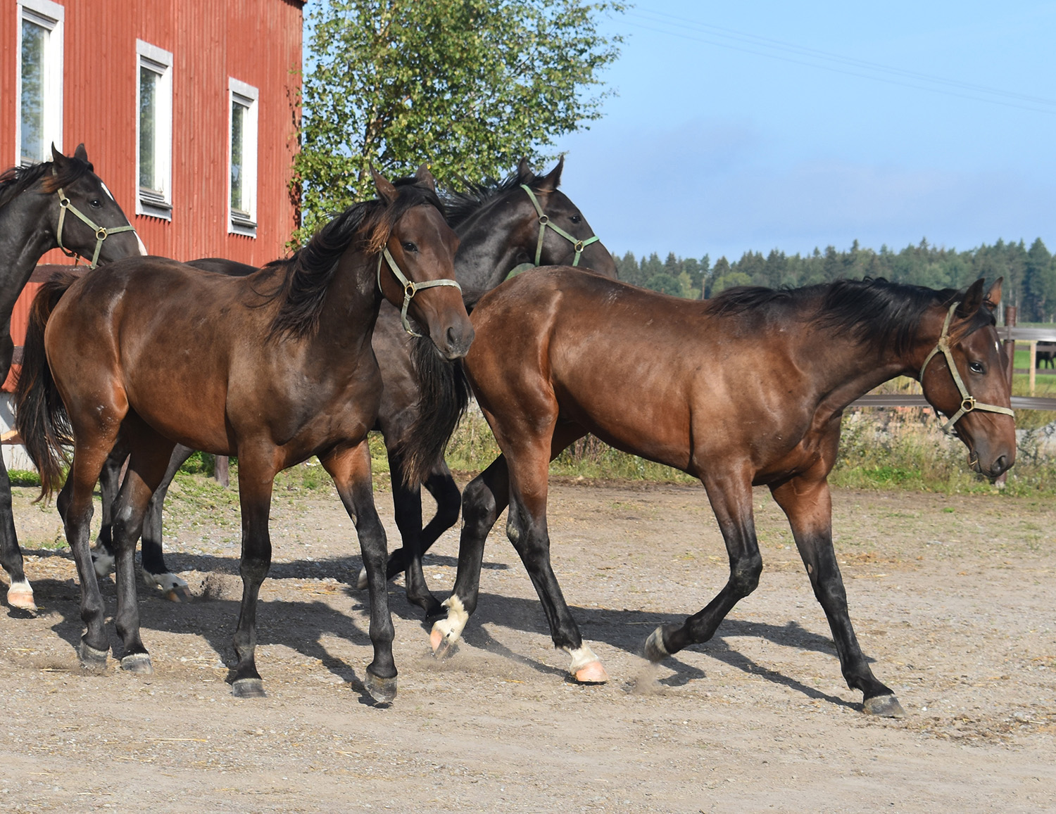 Fairy Tale och Forever Yours, två av förra årets nyförvärv. Foto; A.Lindblom